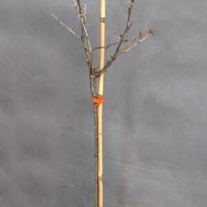 fd916d00be80590fea7f1f25d886c89a