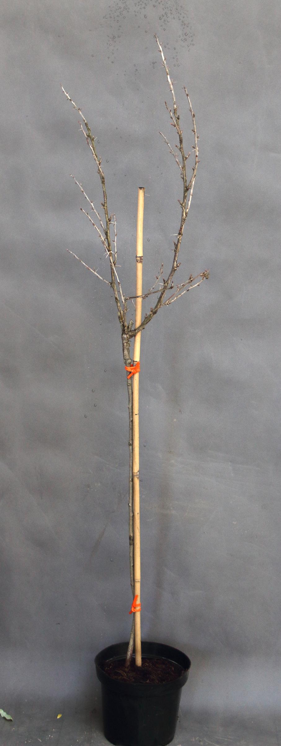 fd916d00be80590fea7f1f25d886c89a