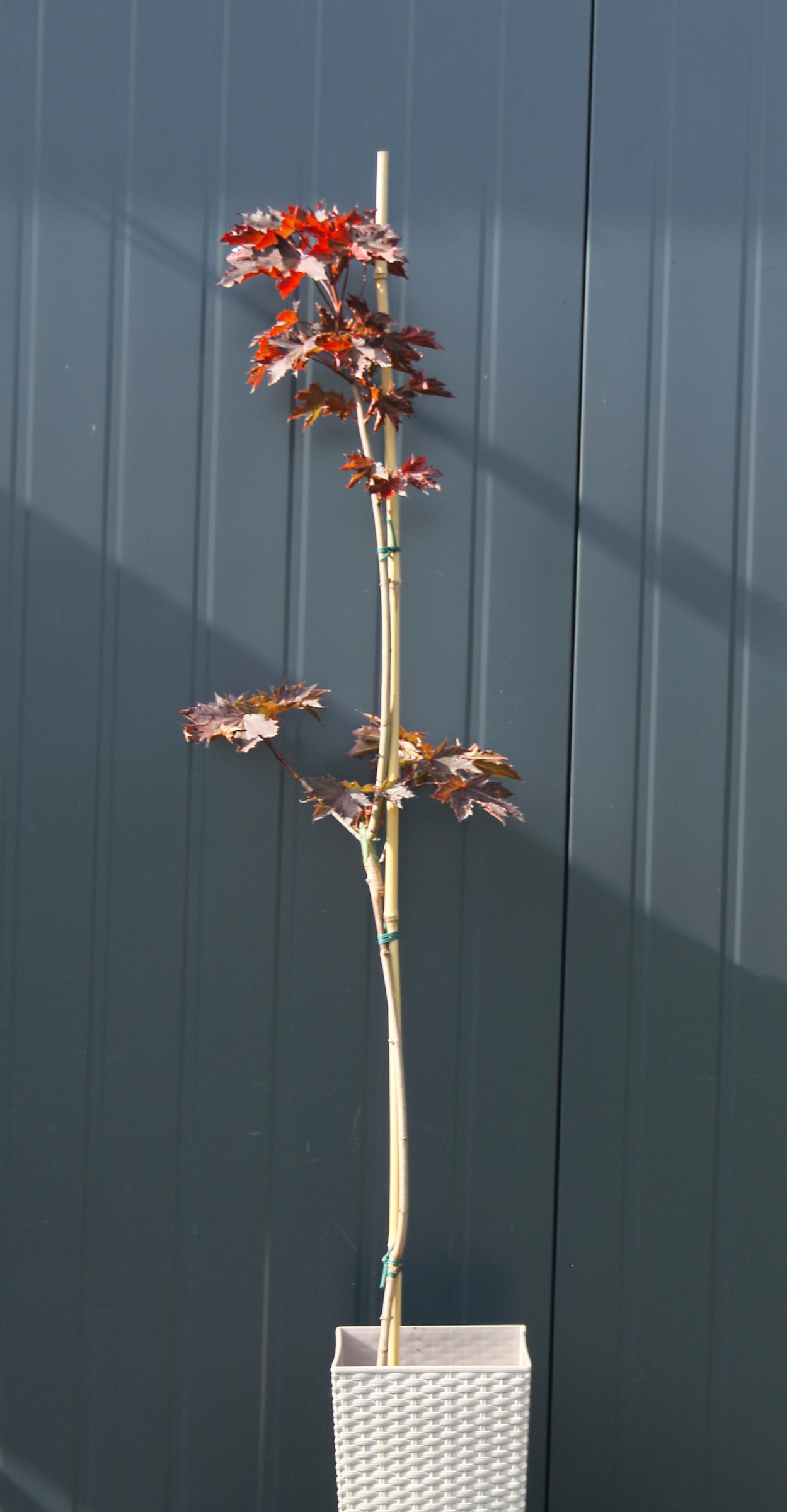 455f11905fa0dc6796e6138b36d06037