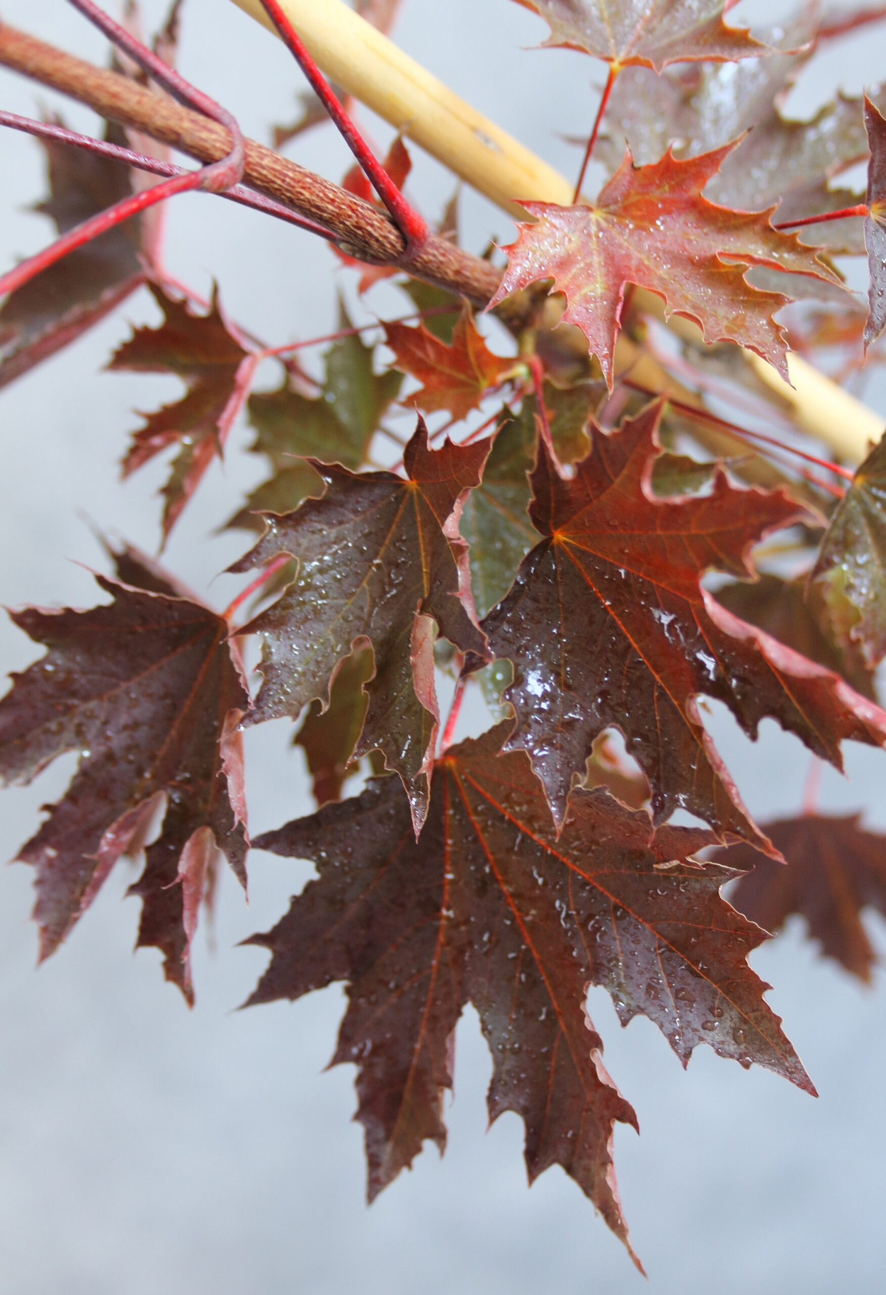 823770231d67b3015952c7d84560d262