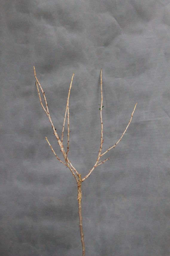 1325d3f1752b984e0ccc9b174152bce0