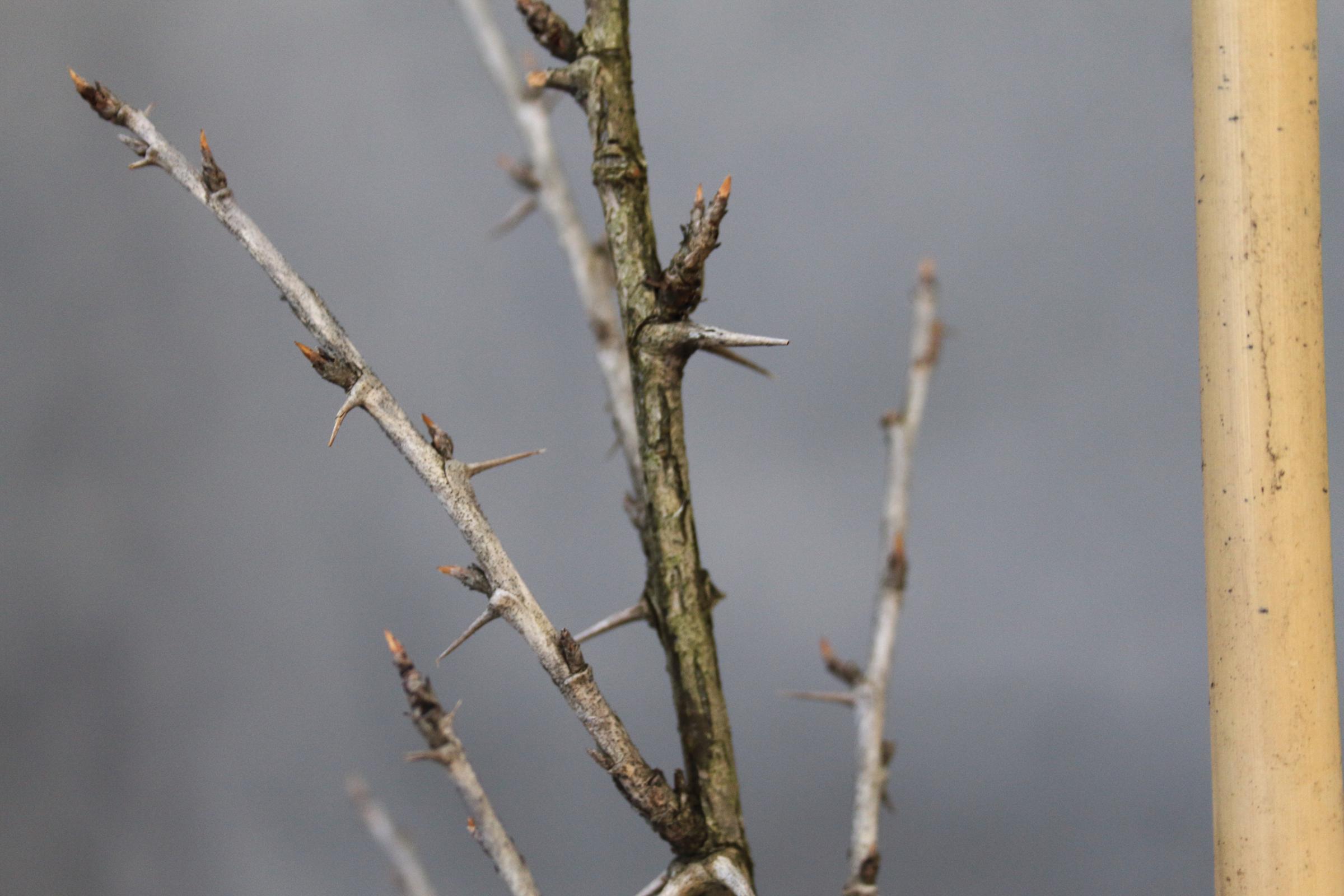 1188a785bf13948b1e094fecae86d318