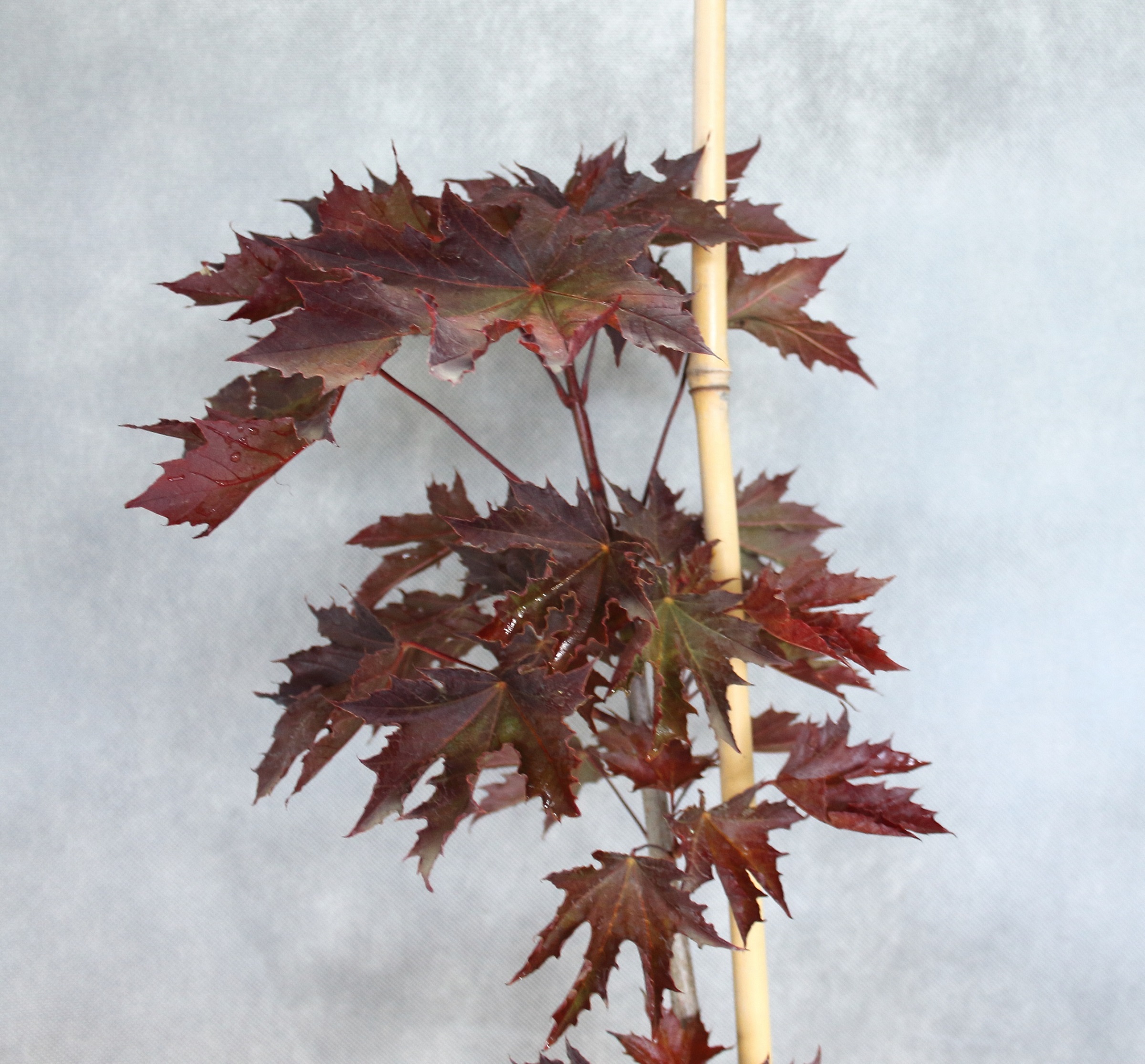 ef9dfedcb4bc9d1f90a16e4ffe5ddaf7