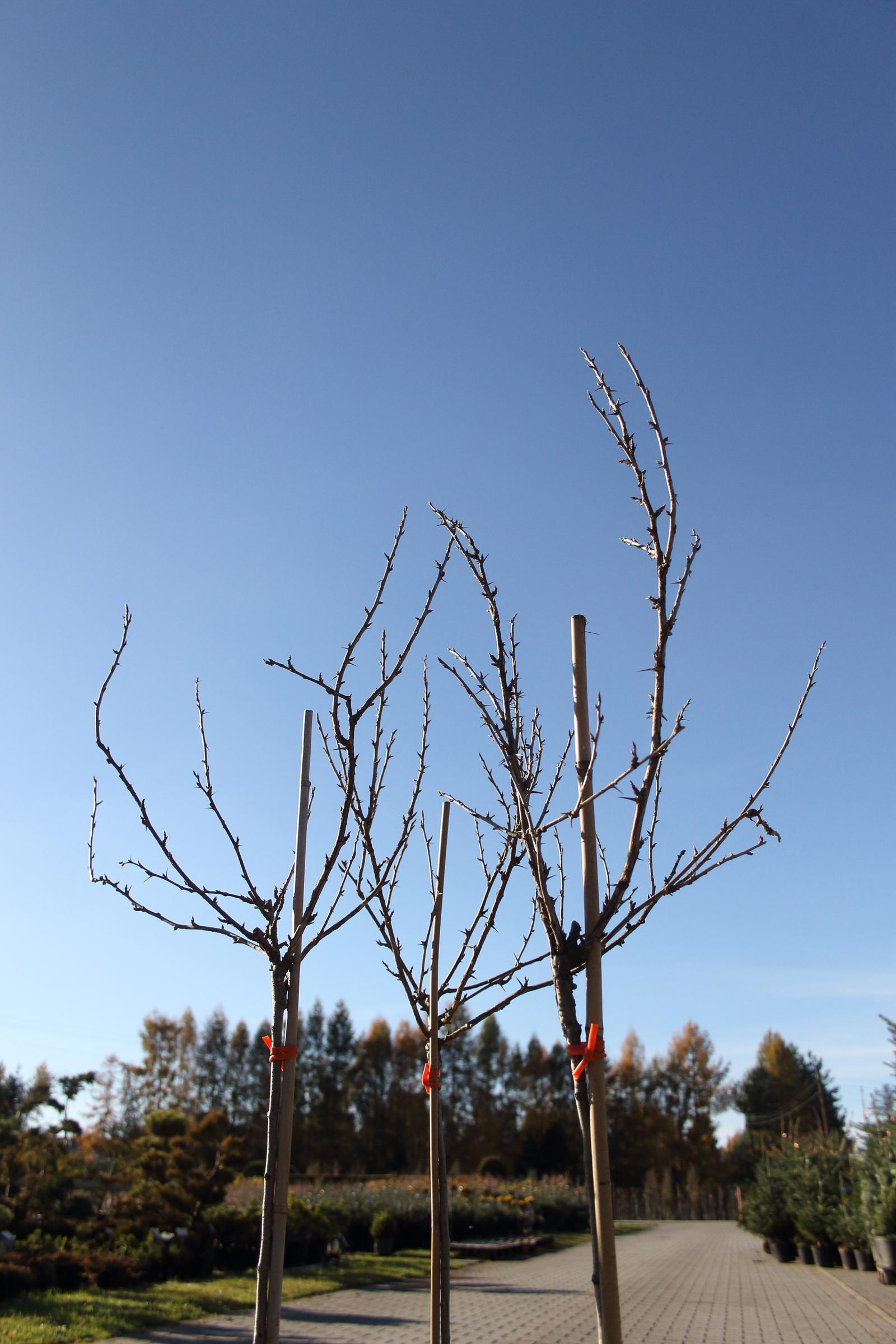 874f9ae8549146728af51e53dc9cfb4b