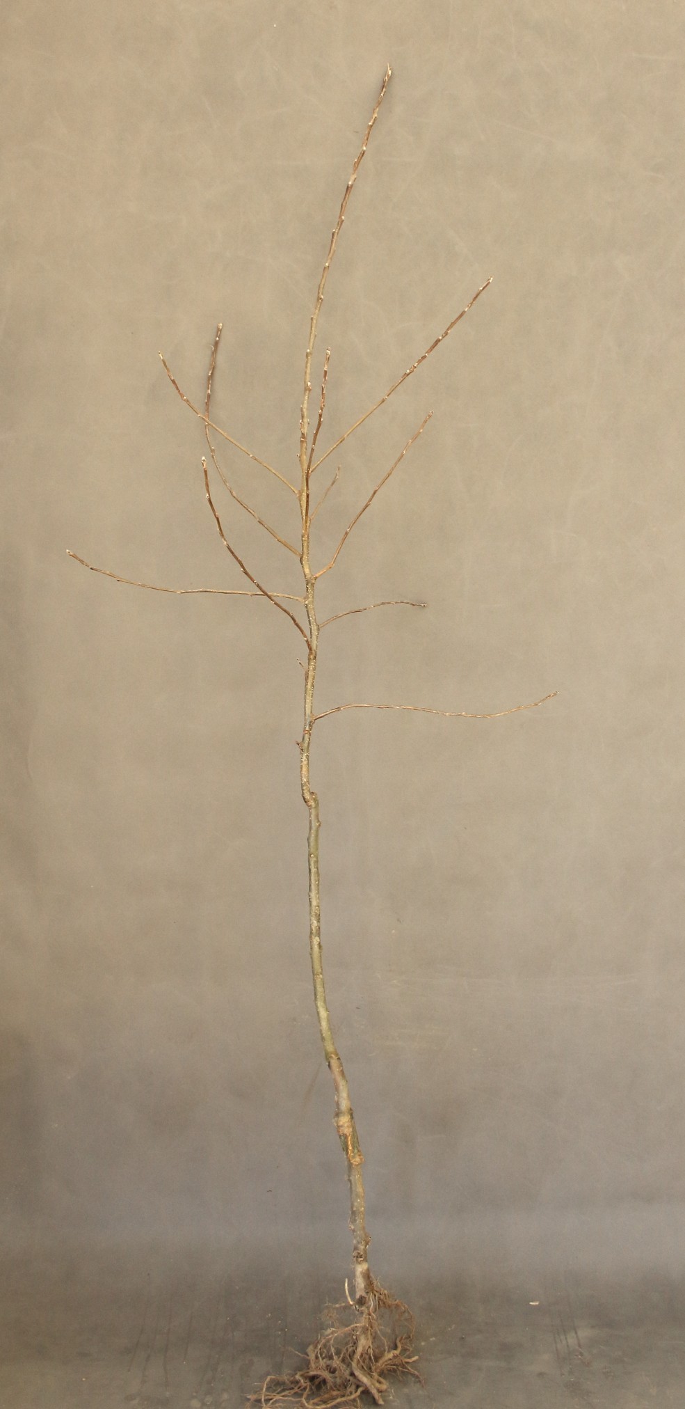 a0ac9169a506ac34085fcd036a8e42f7