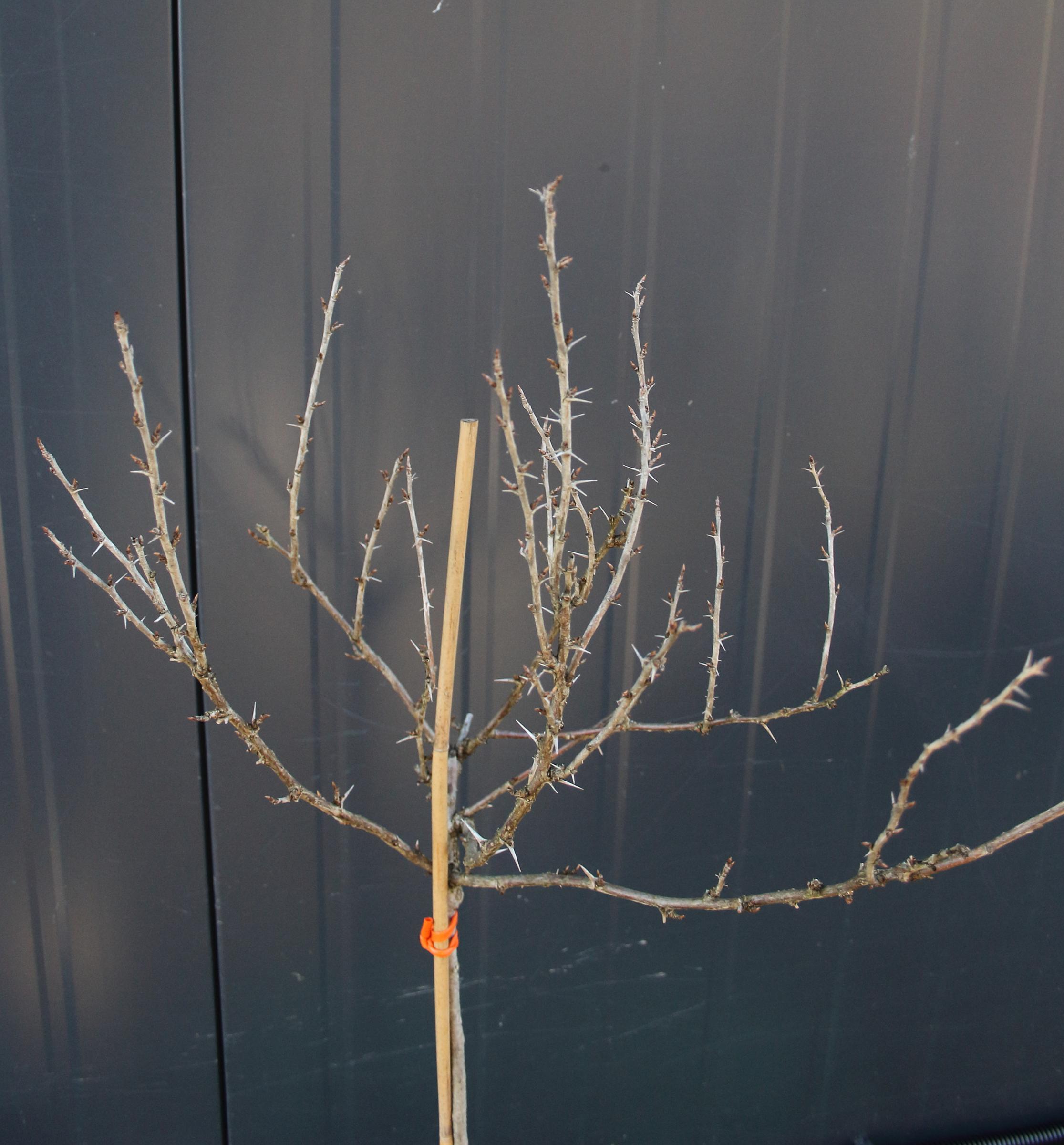 d0c9792c54011e3b7cacd906ed55fe15