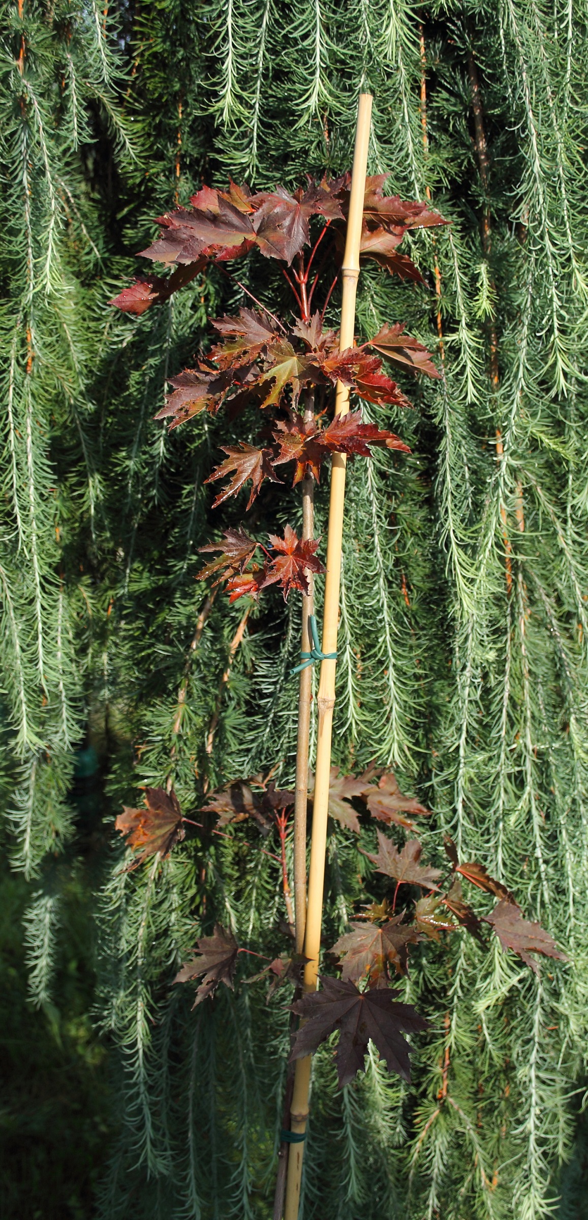 061a2e68fa3c8d40cf72c7d92882c23e