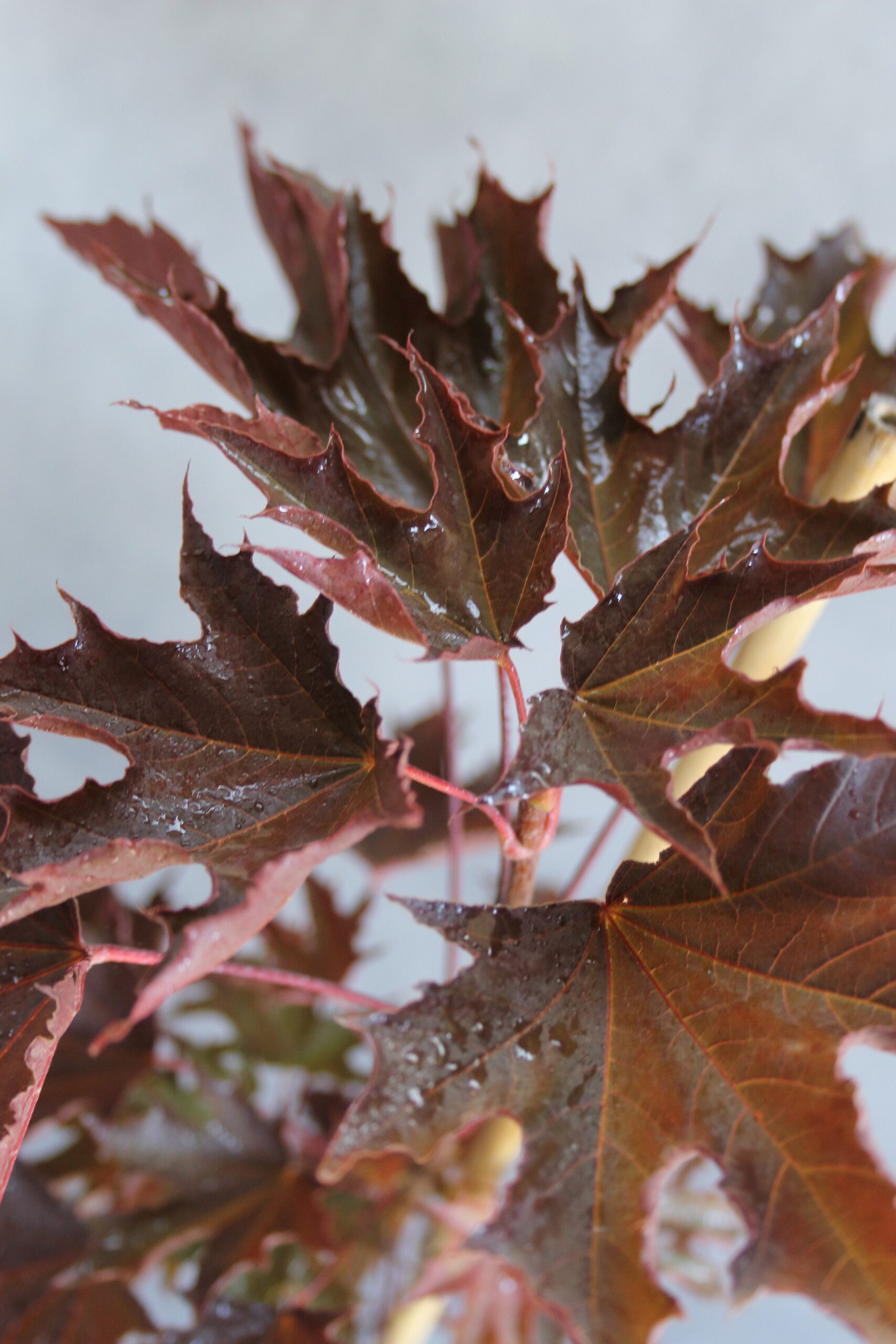 0b3c80bf9d9be6e2d90fbe9466356373