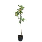 c665b1a846f0255af56bcff6f5f11e22