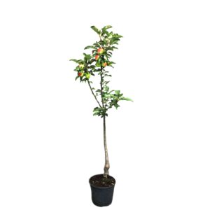 c665b1a846f0255af56bcff6f5f11e22