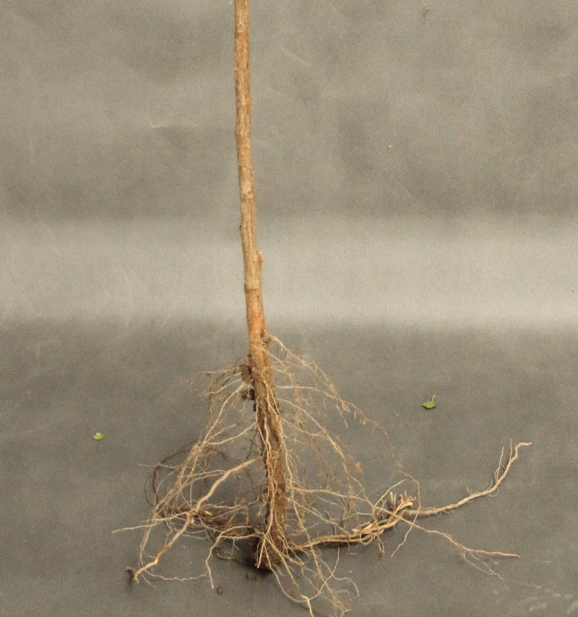 00c8d12b66c1a13b5416cec4e419d6df