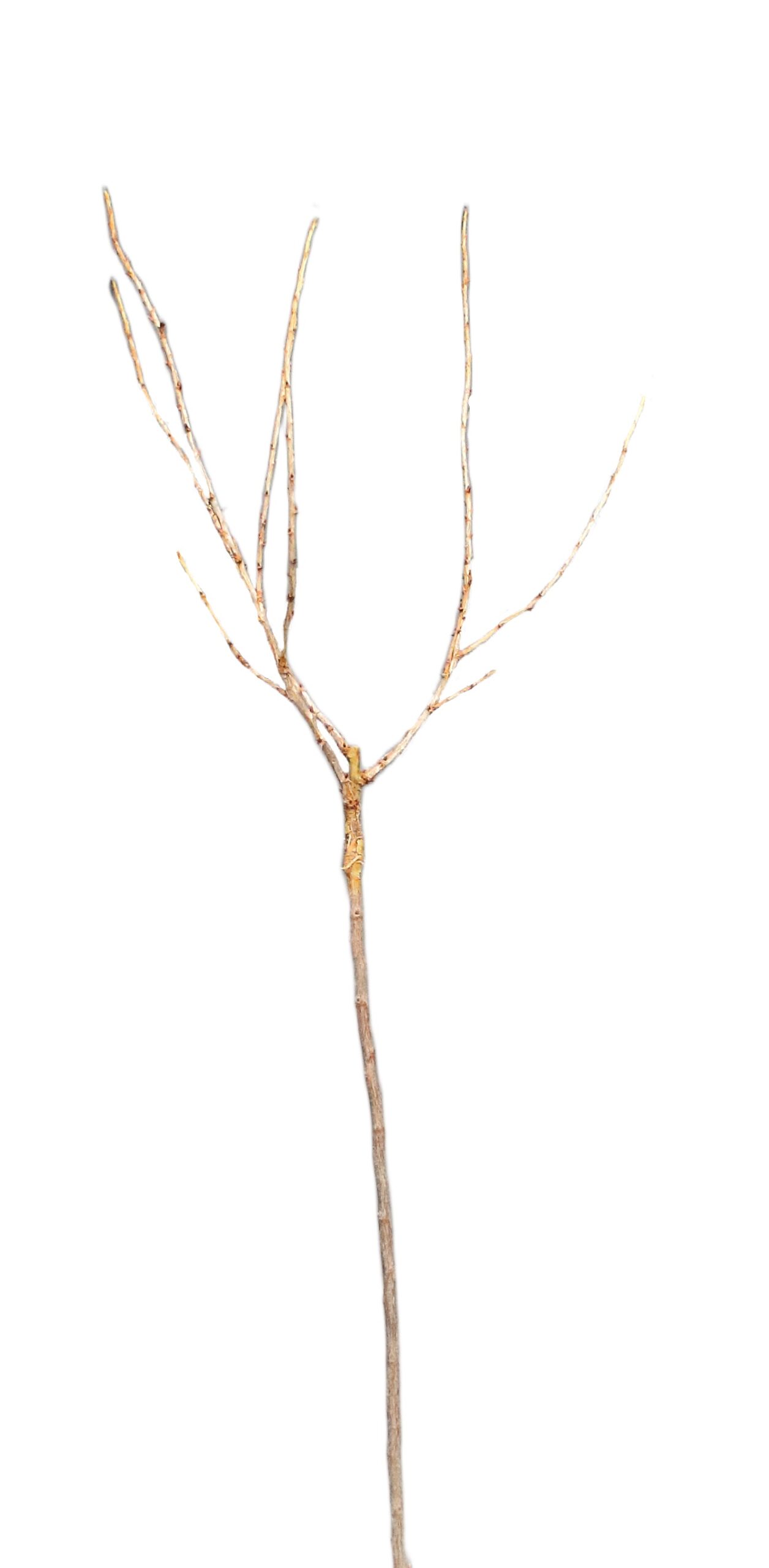 60aa20ea90c8bccbefa6bef56b3befcf