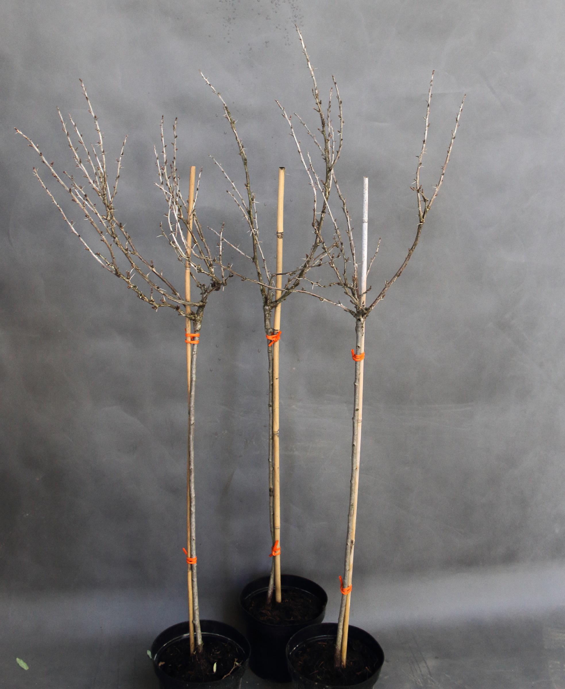 6a57c10775eaff0801439f8e85f43e2b