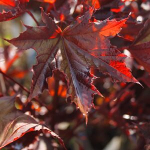 637f04d77be7914e6ea8a69f2bc56247