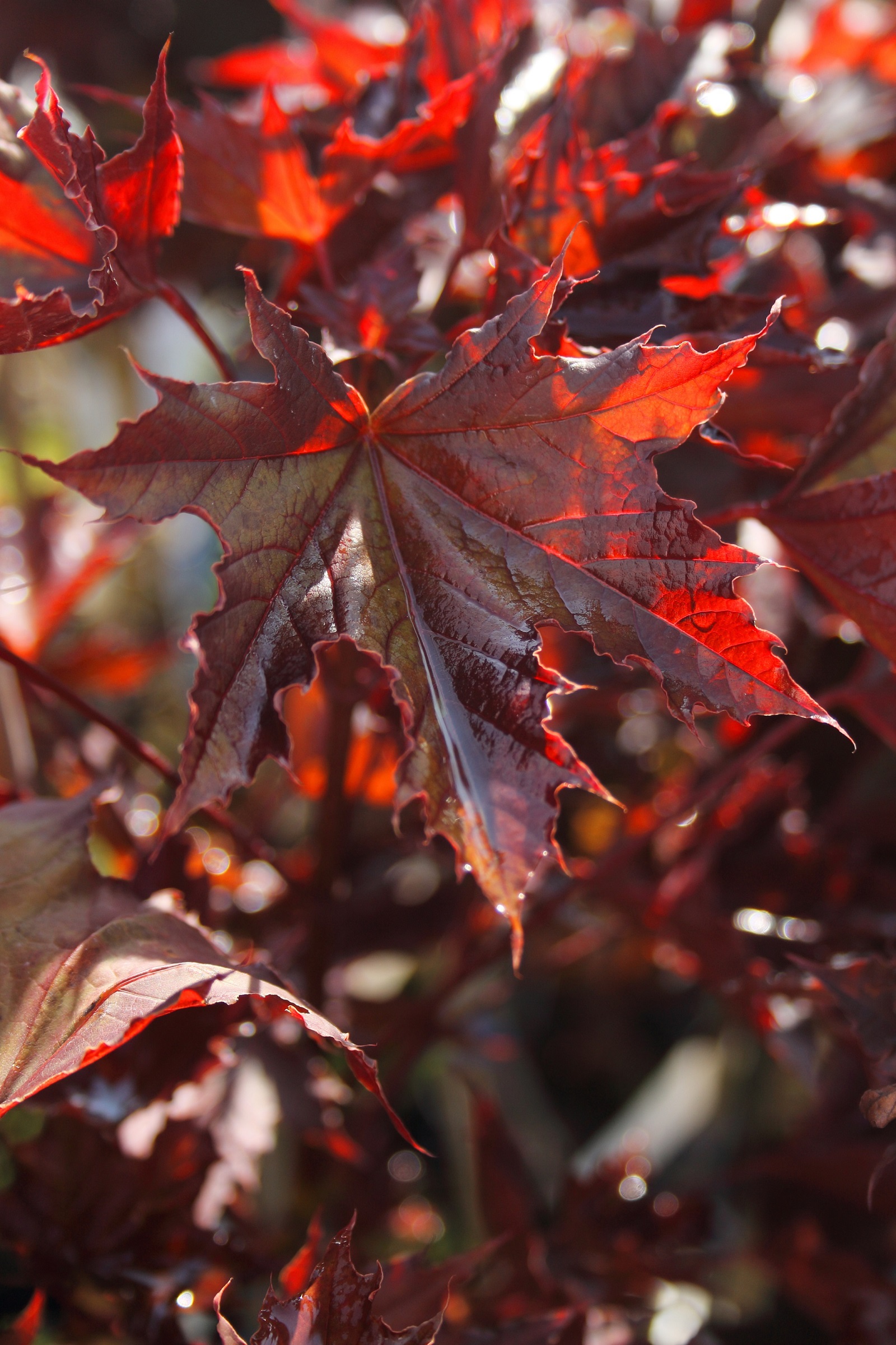 637f04d77be7914e6ea8a69f2bc56247