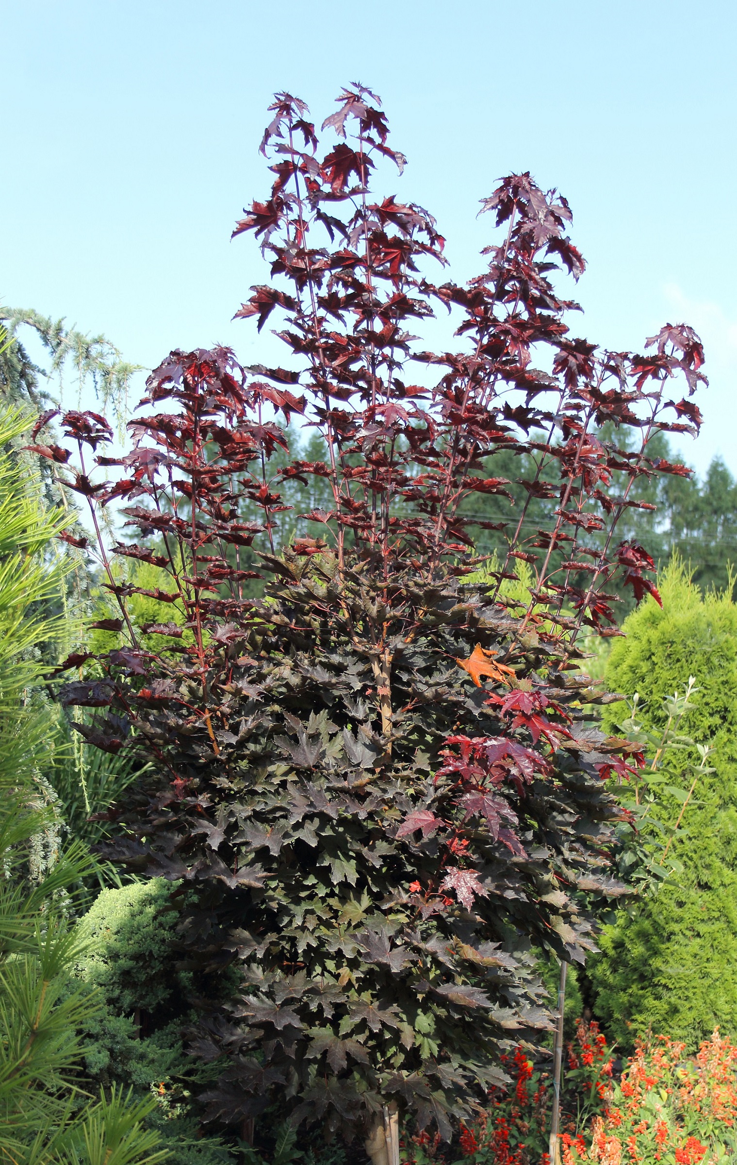 ac2d4da9b38204d3bbf4bffc3bd90aad