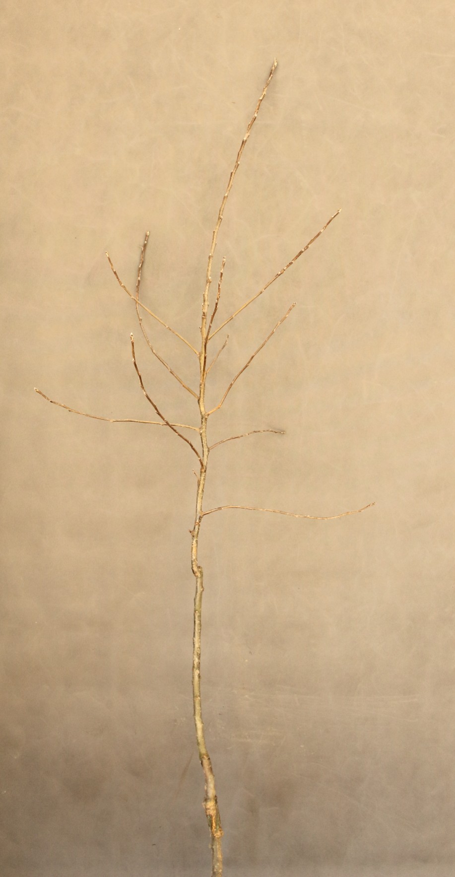 f034a2f6562330a832c1f2c86779dec4