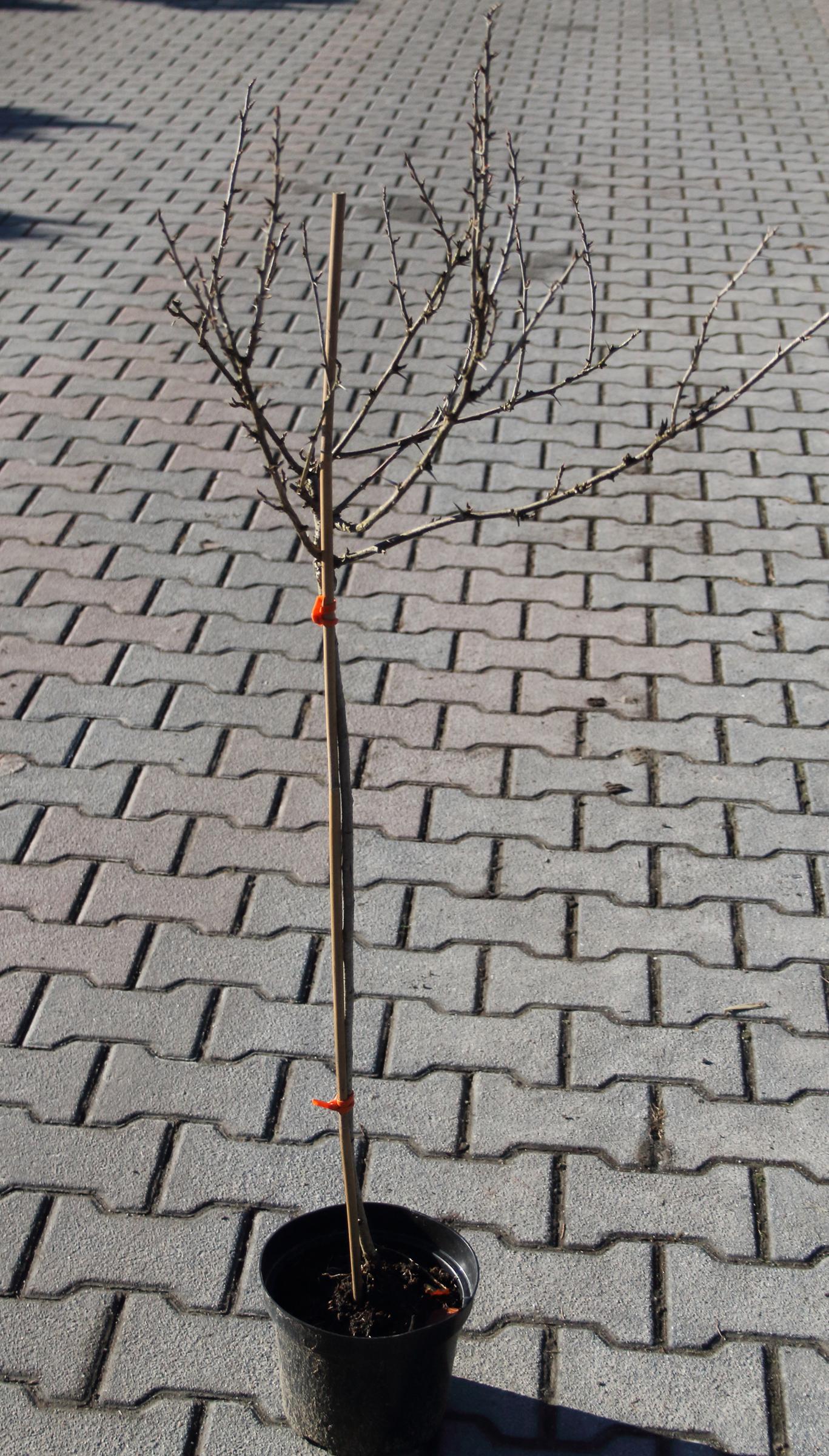 9b4c12f4bbcbc93681ea2e52f98765e9