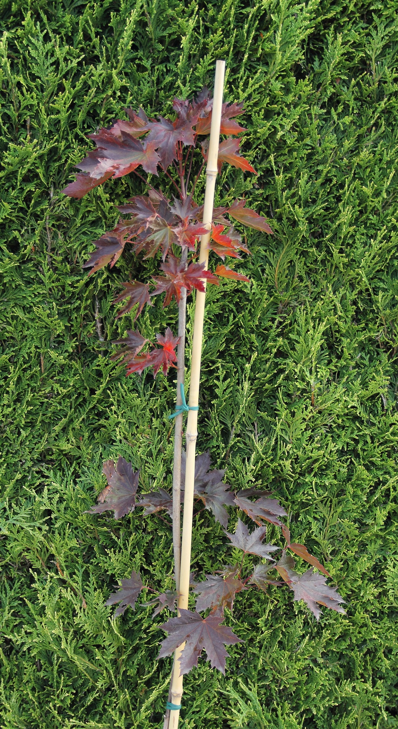 f81b1f6b1a7dc5aaac488d4485c8ae3c