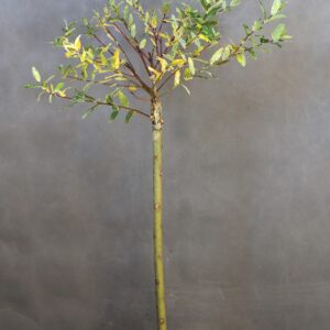 6a7a2b602f8f929e451dfd9d4f807fdb