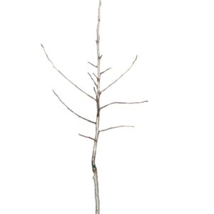 afeb0b01421f61dcde33deb1b1516d4f