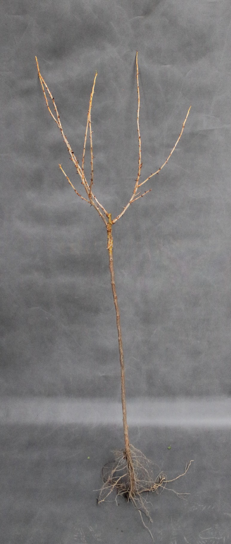 6cc38ad35da09c10e41b9092d18aefe5