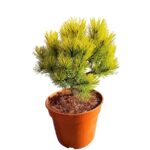 148f6d8e60cd923ef05cc9e50bac3e56