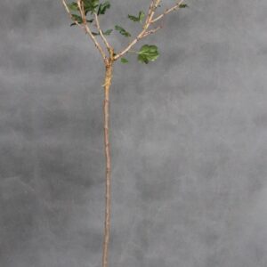 4d9af0cf1783eeca106027b8bf118ed2