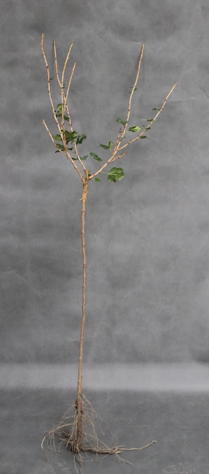 4d9af0cf1783eeca106027b8bf118ed2