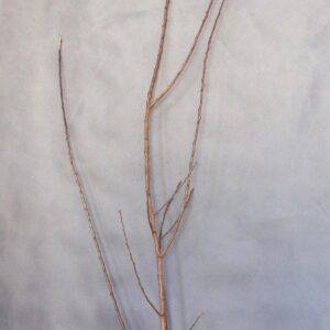 eefcd917c5cb3983c6c0d70f7e856ed6