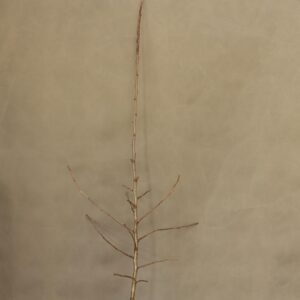 0bf14c261fb5e2ae662b0a7100a2f80a