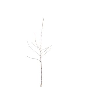 2d7776da19afd4bc2721bef4245df716