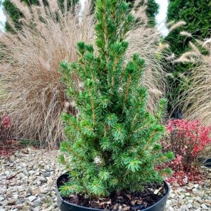 48ede5fb2d7721f0a776396280305758