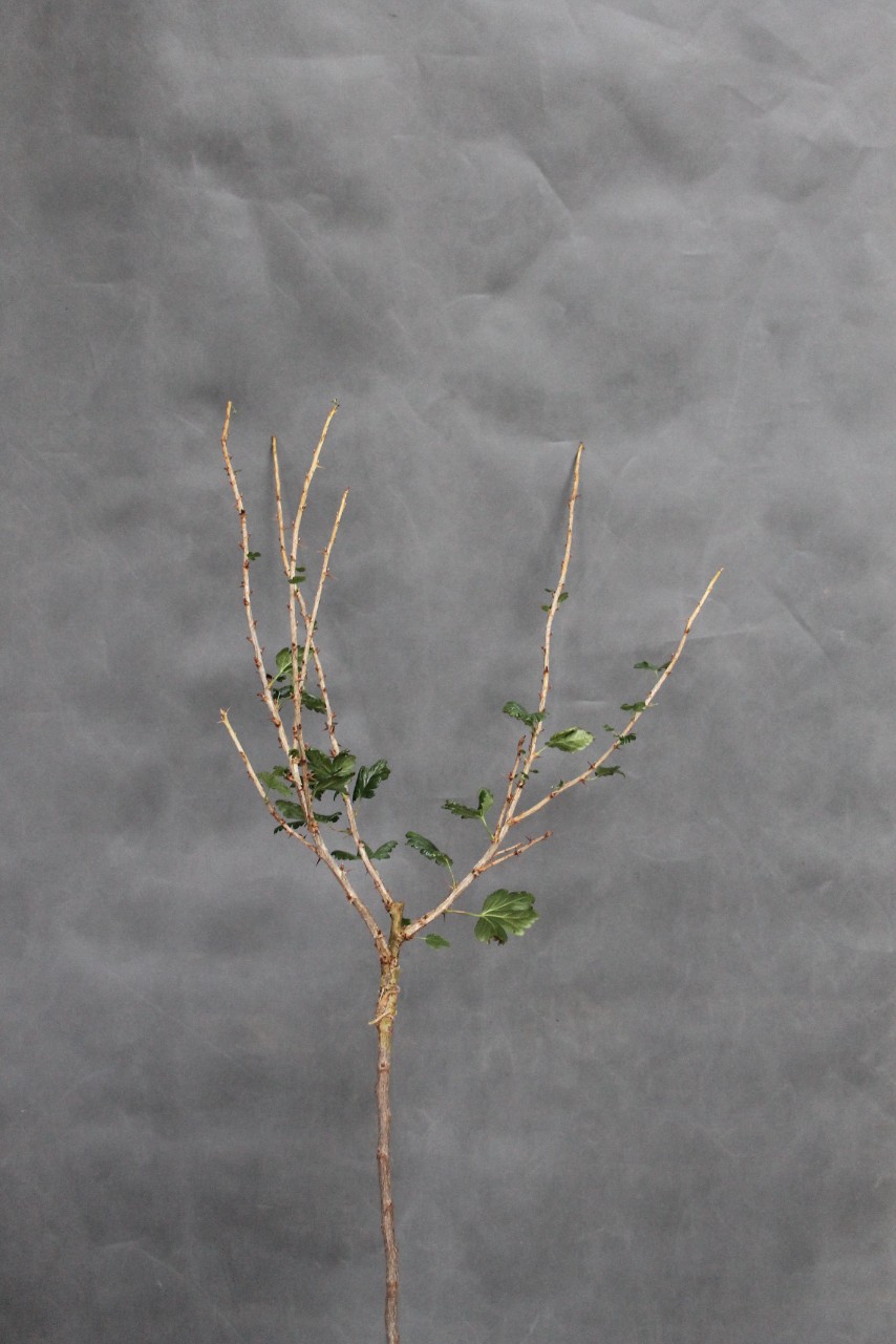 65b5cf09b47dd5ac6c7dea19abccfacd