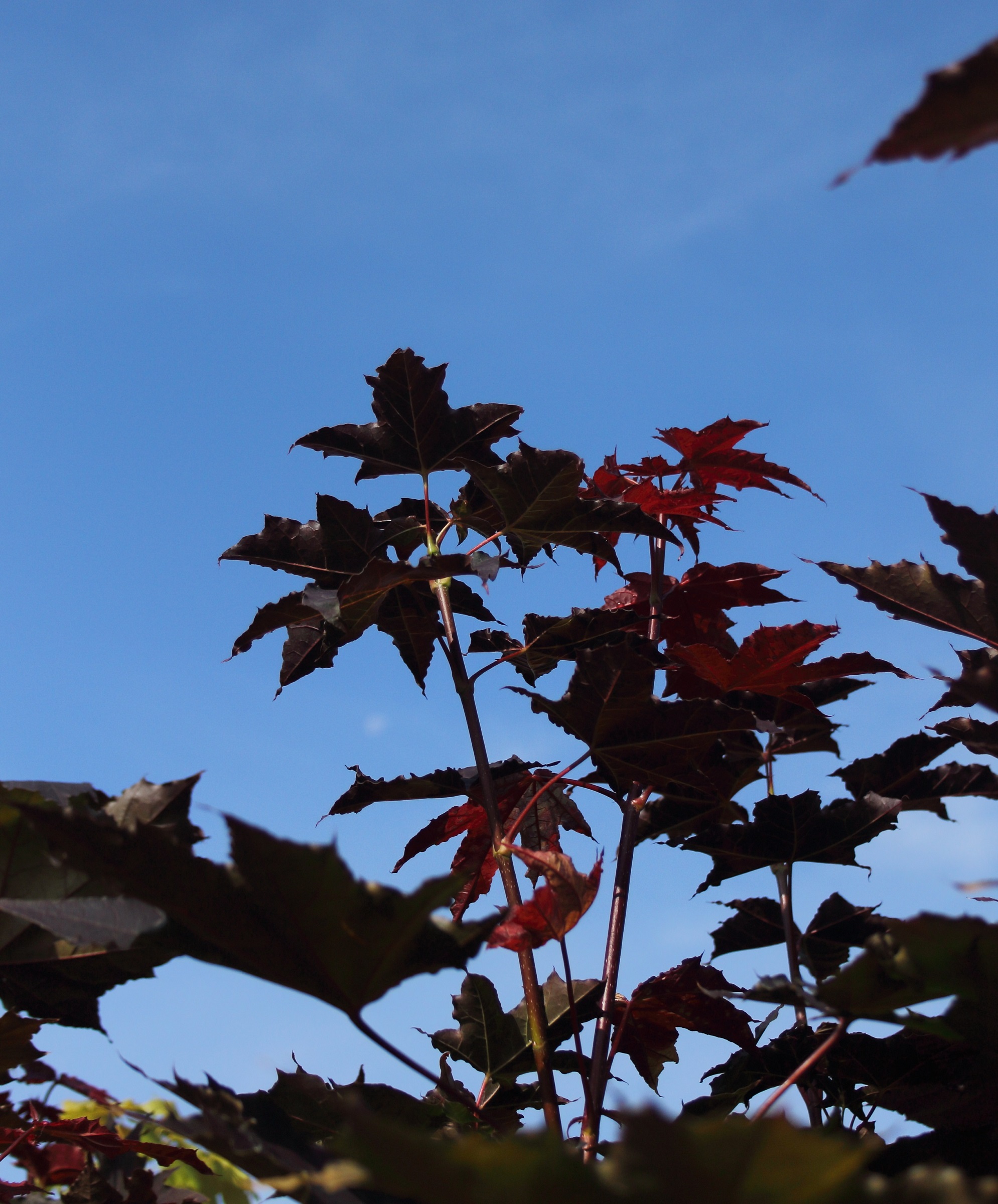 c1f9efe5063c48d1fba4b3ff527f4c31