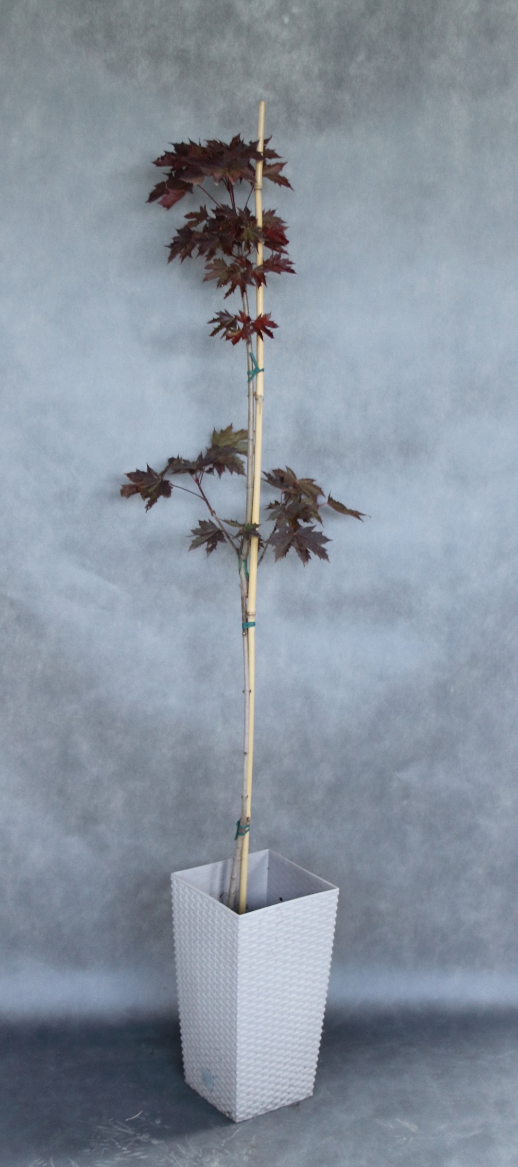 1be641ff9ef574a11fd2d5e03e469db8