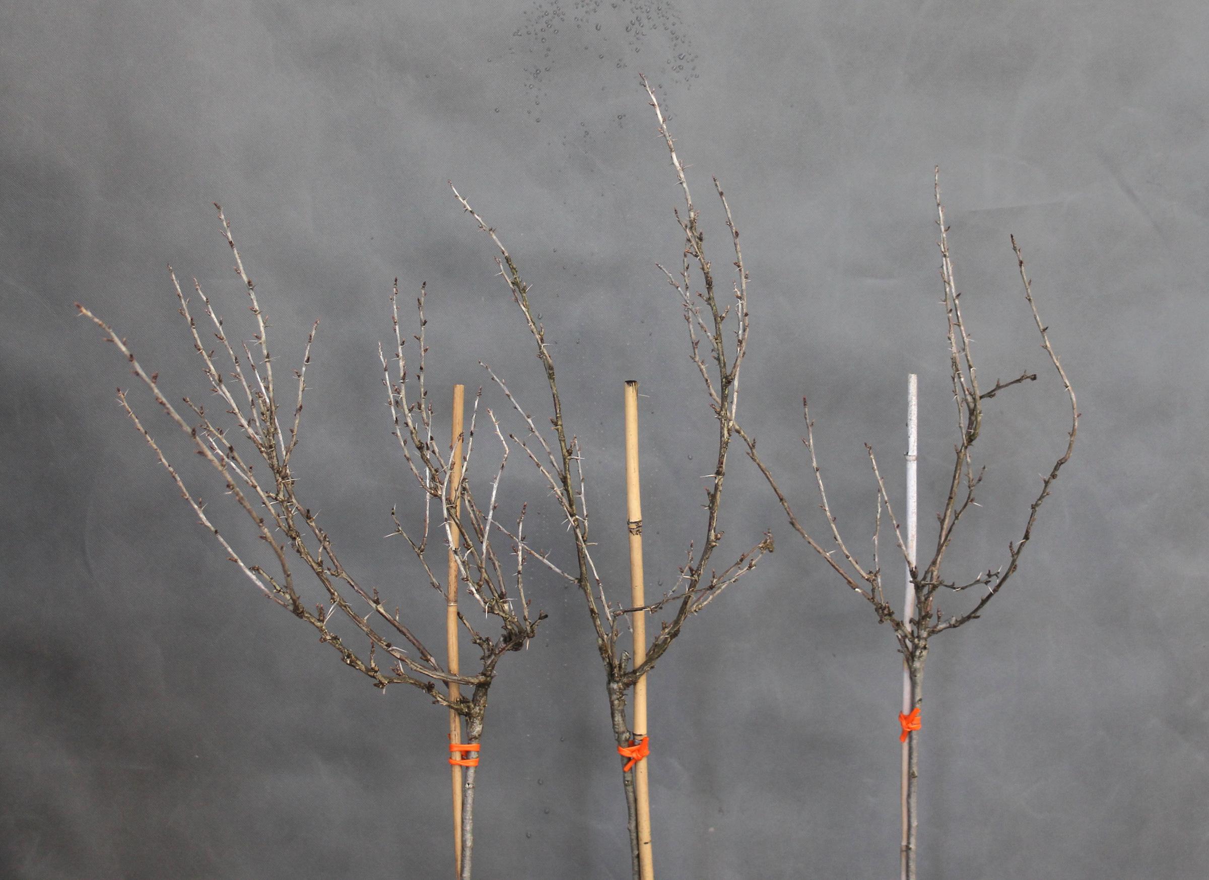 d9705dd673dcf8c8a40144f7e5804c7d