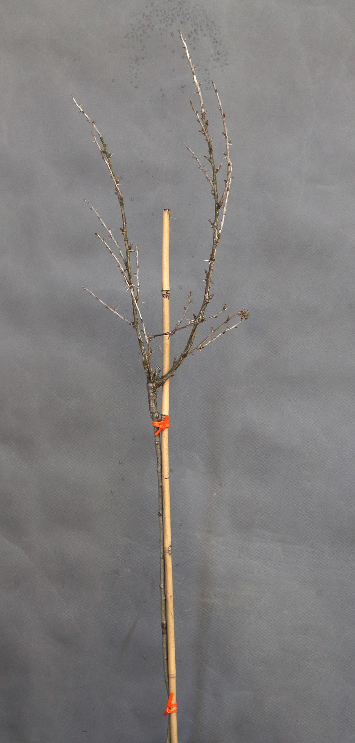 49f8ca6e7091562ab30e1fd38ab67631