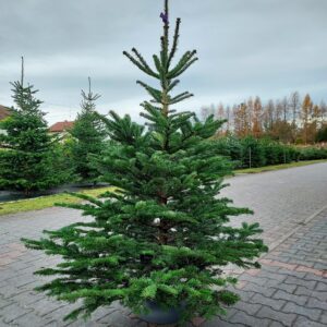 831cfe00ace459736438ffa23ed84b11