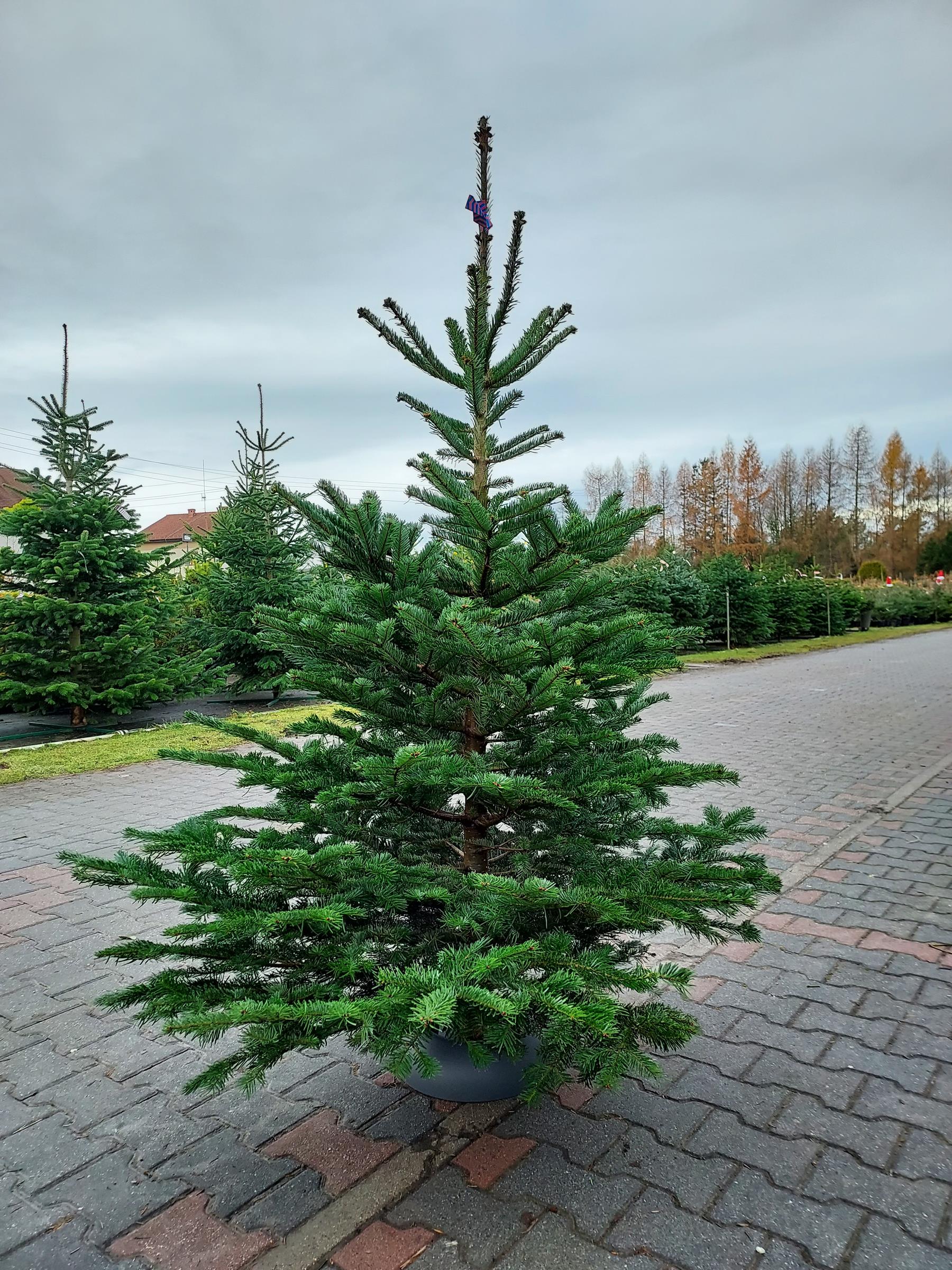 831cfe00ace459736438ffa23ed84b11