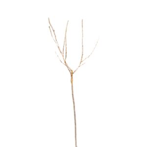 dbd82d7523d7a1f651a1ccbcb1c99e71