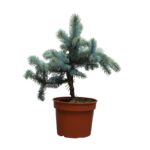 f203eb71447eacbbe49c31b3240e00e7