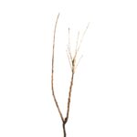 b25932e4da971121300d7474ae72ee8f