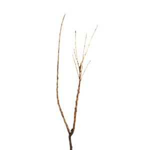 b25932e4da971121300d7474ae72ee8f