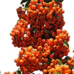 97765f34c30cefae35e191b7aae723b2