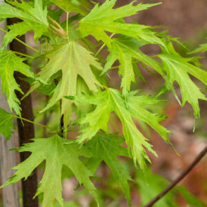 c8064be9832927acc1896fdb40a97f82