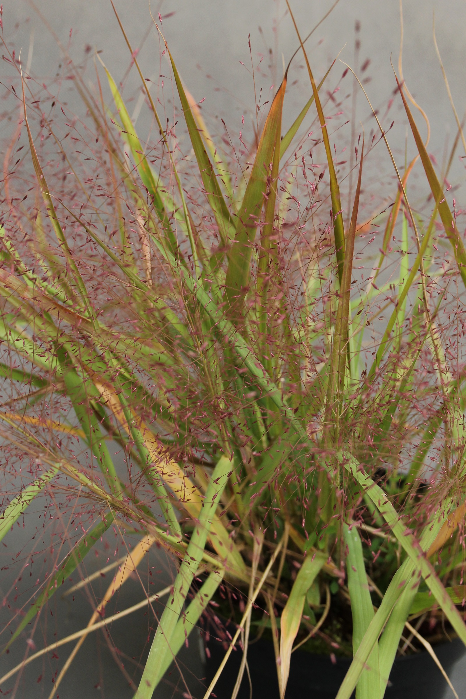 baa6887eaa581518c6ad860562f1f77d