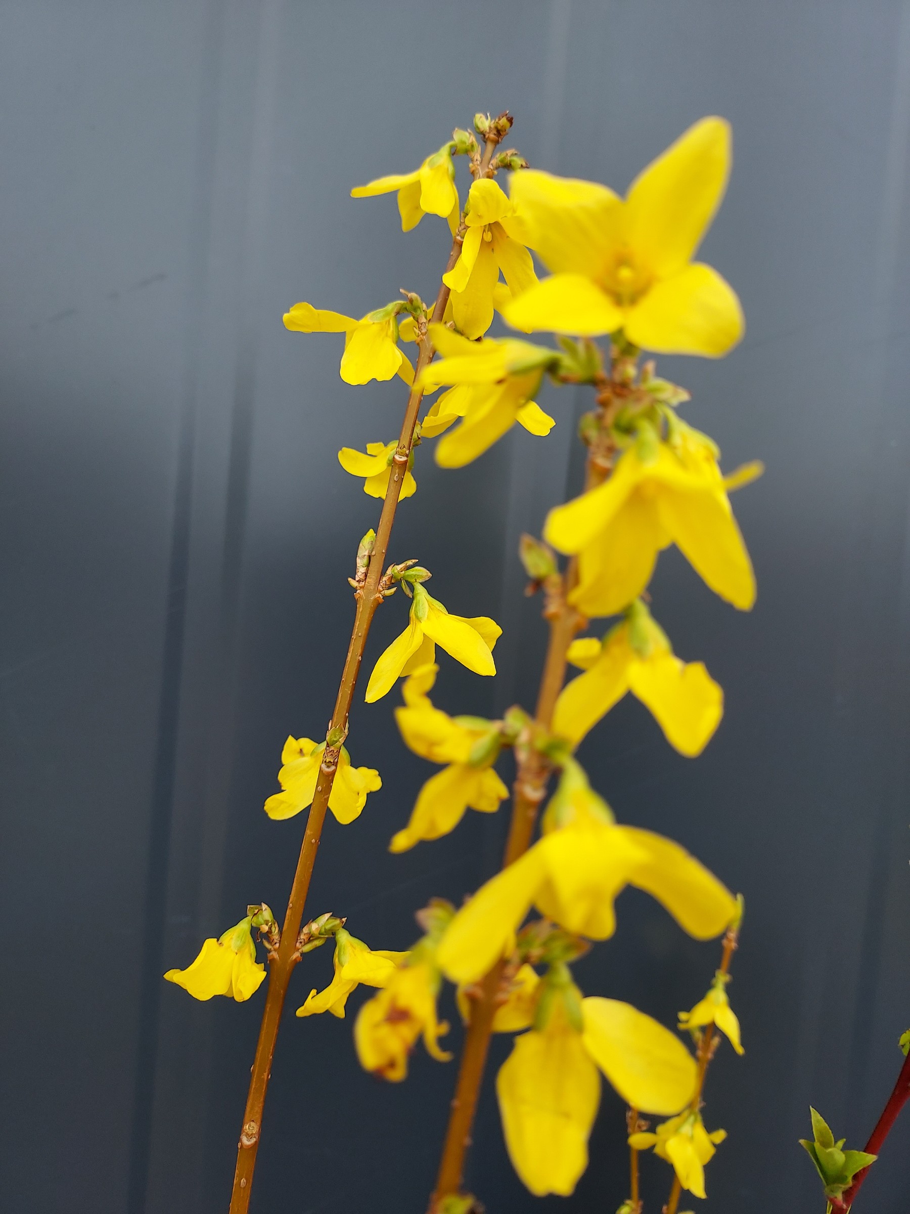 47834a9a77b7f56e6e713d37298bc724