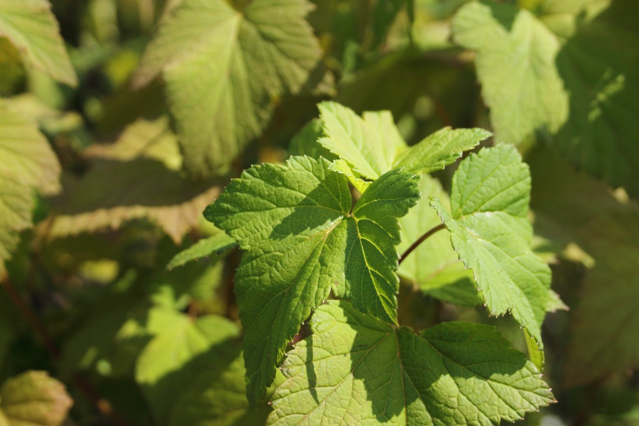 499c40b2204c1fd77968bbc73c0662bc