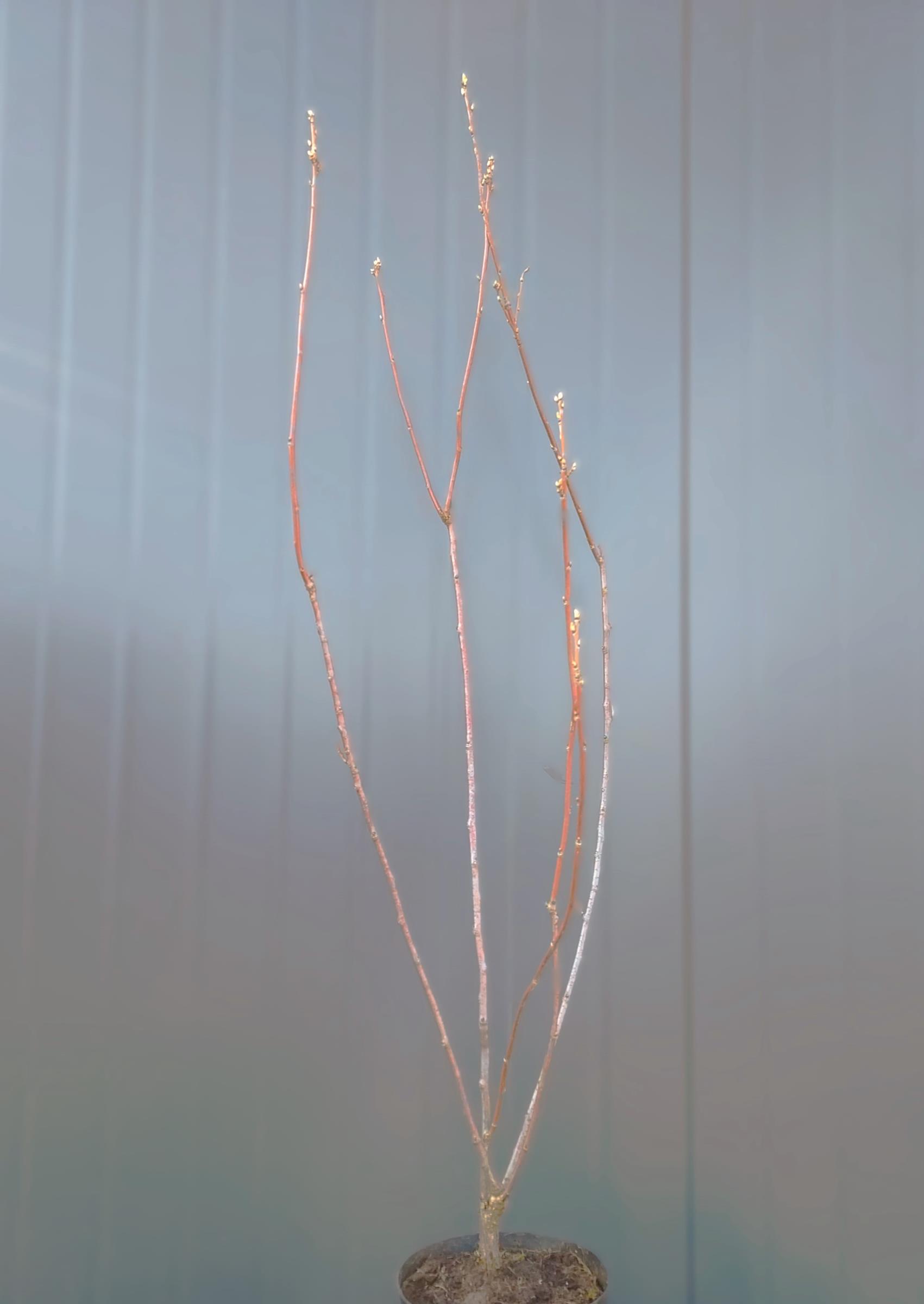 8b33a09f8ae5f45bbee815b47809893e